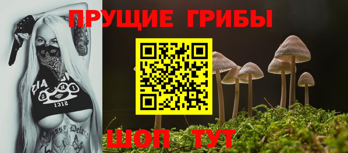 Псилоцибиновые грибы Psilocybe Красноуфимск